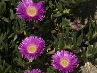Carpobrotus acinaciformis 12, Saxifraga-Willem van Kruijsbergen