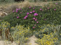 Carpobrotus acinaciformis 13, Saxifraga-Willem van Kruijsbergen