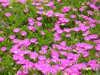 Carpobrotus acinaciformis 17, Saxifraga-Jasenka Topic