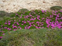 Carpobrotus acinaciformis 18, Saxifraga-Jasenka Topic