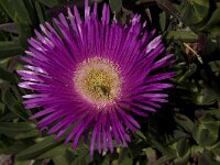 Carpobrotus acinaciformis 19, Saxifraga-Willem van Kruijsbergen