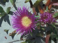 Carpobrotus acinaciformis 2, Saxifraga-Jan van der Straaten
