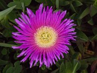 Carpobrotus acinaciformis 20, Saxifraga-Willem van Kruijsbergen