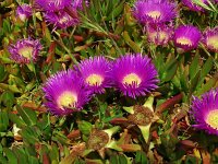 Carpobrotus acinaciformis 22, Saxifraga-Hans Grotenhuis