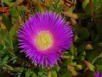Carpobrotus acinaciformis 23, Saxifraga-Hans Grotenhuis