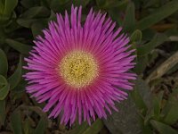 Carpobrotus acinaciformis 3, Saxifraga-Willem van Kruijsbergen
