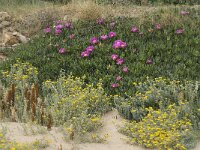 Carpobrotus acinaciformis 5, Saxifraga-Jan van der Straaten