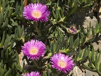 Carpobrotus acinaciformis 6, Saxifraga-Jan van der Straaten