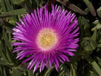 Carpobrotus acinaciformis 7, Saxifraga-Jan van der Straaten