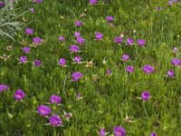 Carpobrotus acinaciformis 8, Saxifraga-Willem van Kruijsbergen