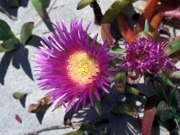 Carpobrotus edulis 30, Saxifraga-Jan van der Straaten