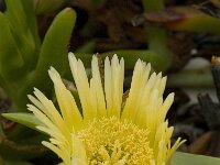 Carpobrotus edulis 5, Saxifraga-Jan van der Straaten