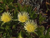 Carpobrotus edulis 6, Saxifraga-Jan van der Straaten