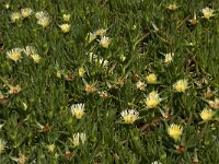 Carpobrotus edulis 8, Saxifraga-Willem van Kruijsbergen