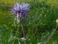 Carthamus caeruleus 2, Saxifraga-Ed Stikvoort