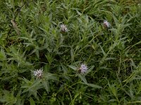 Carthamus caeruleus 3, Saxifraga-Ed Stikvoort : Tavira