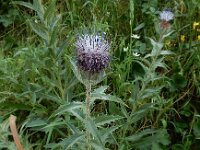 Carthamus caeruleus 4, Saxifraga-Ed Stikvoort : Kato Gerakari en Alikana s9900