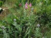 Carthamus caeruleus 5, Saxifraga-Ed Stikvoort : Kato Gerakari en Alikana s9900