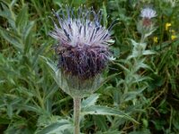 Carthamus caeruleus 6, Saxifraga-Ed Stikvoort : Kato Gerakari en Alikana s9900