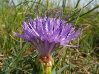 Carthamus mitissimus 3, Saxifraga-Hans Grotenhuis