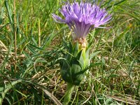 Carthamus mitissimus 4, Saxifraga-Hans Grotenhuis