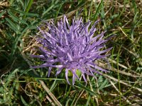 Carthamus mitissimus 5, Saxifraga-Hans Grotenhuis