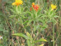 Carthamus tinctorius 10, Saxifraga-Rutger Barendse