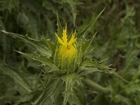 Carthamus tinctorius 2, Saxifraga-Willem van Kruijsbergen