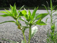 Carthamus tinctorius 3, Saxifraga-Rutger Barendse