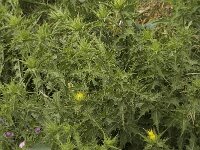 Carthamus tinctorius 4, Saxifraga-Willem van Kruijsbergen