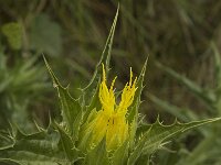 Carthamus tinctorius 5, Saxifraga-Willem van Kruijsbergen