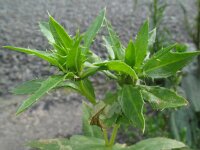 Carthamus tinctorius 6, Saxifraga-Rutger Barendse