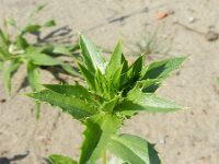 Carthamus tinctorius 7, Saxifraga-Rutger Barendse