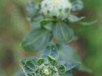 Carthamus tinctorius 8, Saxifraga-Rutger Barendse