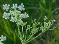 Carum carvi 3, Karwij, Saxifraga-Ed Stikvoort