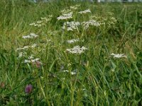 Carum carvi 6, Karwij, Saxifraga-Ed Stikvoort