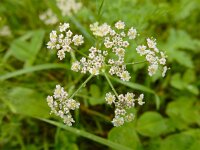 Carum carvi 8, Karwij, Saxifraga-Ed Stikvoort