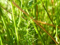 Carum verticillatum 2, Kranskarwij, Saxifraga-Rutger Barendse