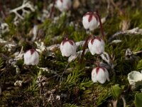 Cassiope hypnoides 2, Saxifraga-Willem van Kruijsbergen