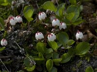 Cassiope hypnoides 3, Saxifraga-Willem van Kruijsbergen