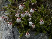 Cassiope hypnoides 4, Saxifraga-Willem van Kruijsbergen