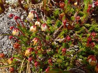 Cassiope hypnoides 6, Saxifraga-Hans Grotenhuis