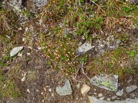 Cassiope hypnoides 8, Saxifraga-Hans Grotenhuis