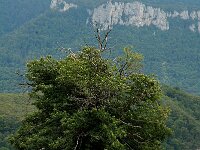 Castanea sativa 10, Tamme kastanje, Saxifraga-Jan van der Straaten