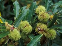 Castanea sativa 11, Tamme kastanje, Saxifraga-Piet Zomerdijk