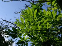 Castanea sativa 12, Tamme kastanje, Saxifraga-Dirk Hilbers