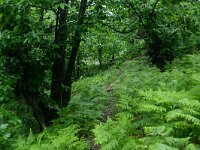 Castanea sativa 13, Tamme kastanje, Saxifraga-Dirk Hilbers