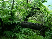 Castanea sativa 14, Tamme kastanje, Saxifraga-Dirk Hilbers