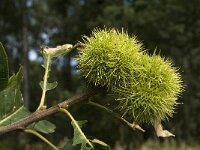 Castanea sativa 16, Tamme kastanje, Saxifraga-Jan van der Straaten