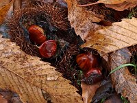 Castanea sativa 17, Tamme kastanje, Saxifraga-Hans Dekker